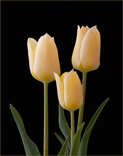 Tulip Trio