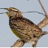 © Robert Hambley PhotoID # 832093: Eastern Meadowlark