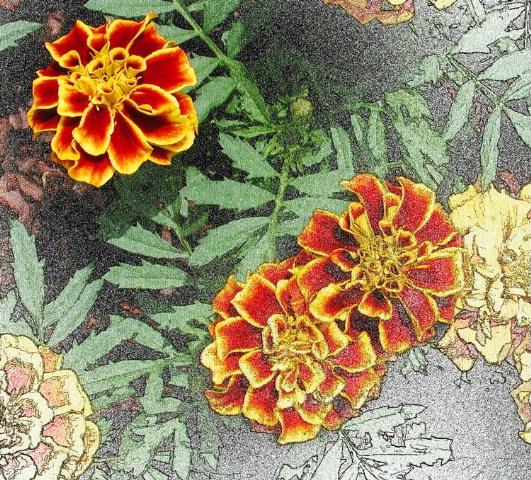 Morphing Marigolds