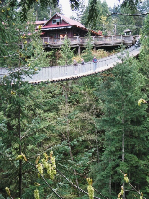 Through the Evergreens - Suspension Bridge