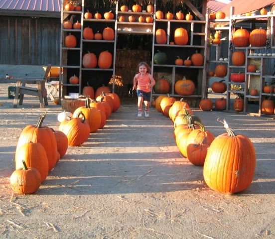 Ready, Set, Pick Your Pumpkin
