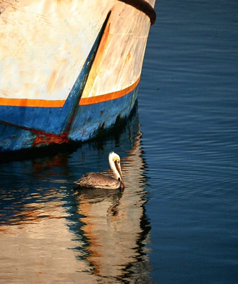 San Felipe Pelican, Baja Calif. - ID: 833778 © Daryl R. Lucarelli