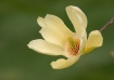 A Blossom