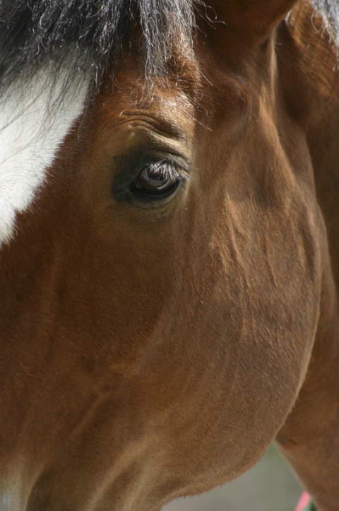 Magnificent Face