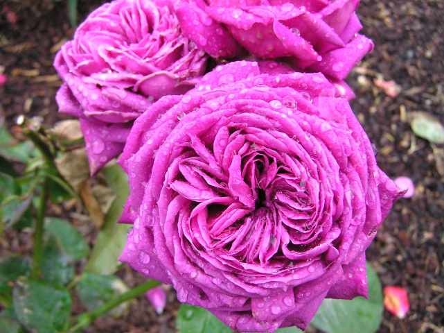 fuscia rose