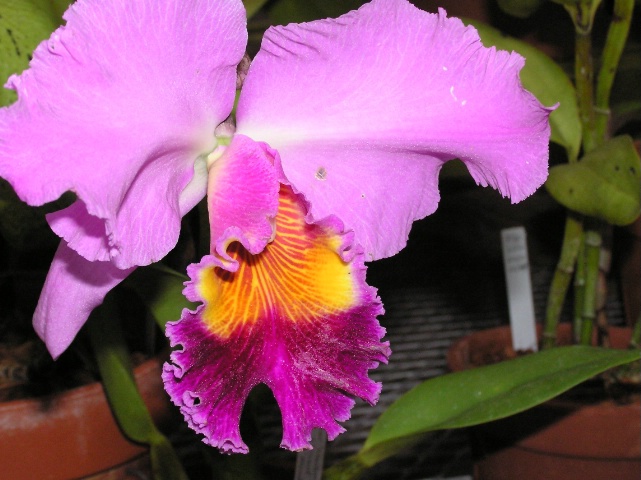 orchid BBG 04