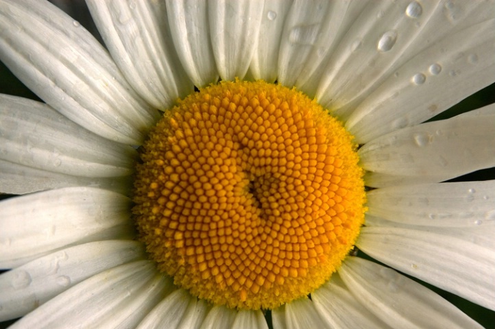 Daisy Face - ID: 835158 © Virginia Ross