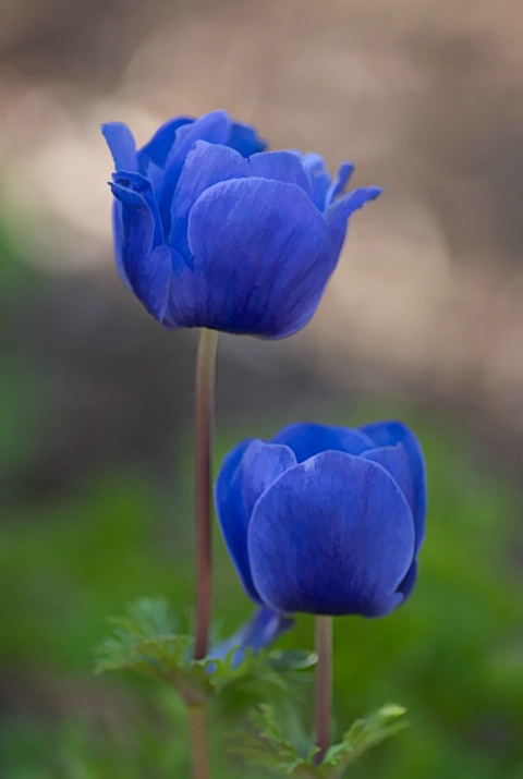 Exotic Zoo Blooms