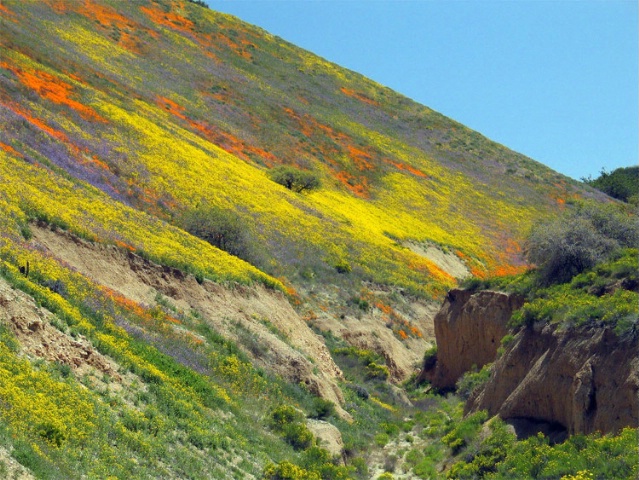 Wildflowers in Southern California Foothills