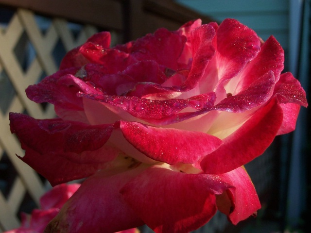 Rose with morning dew