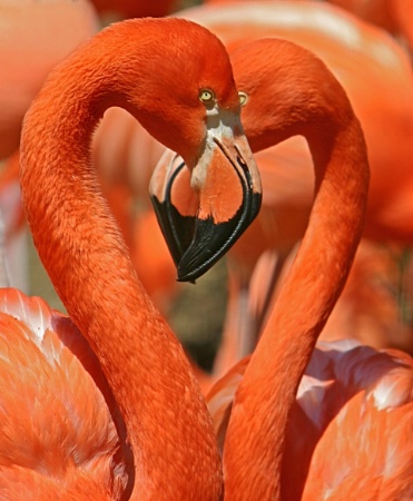 Flamingo Love