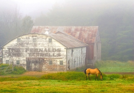 Horse, Barn and Clearing Fog