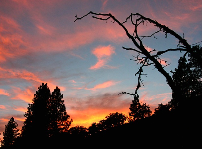 Pastel Sunset with Tree Snags