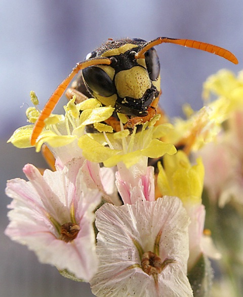 Munchin on Pollen