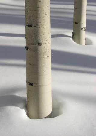 two winter aspens