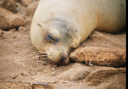 Seal  ( close up)