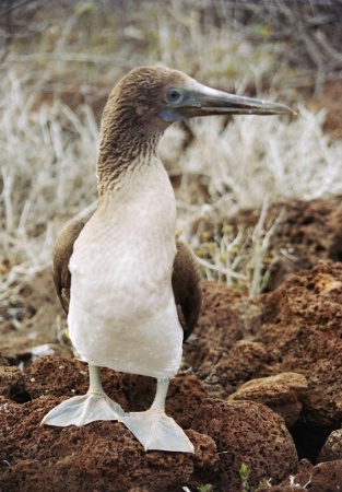 Young Blue Booby (close up)