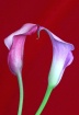 Prelude To A Kiss