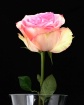 Cabbage Rose