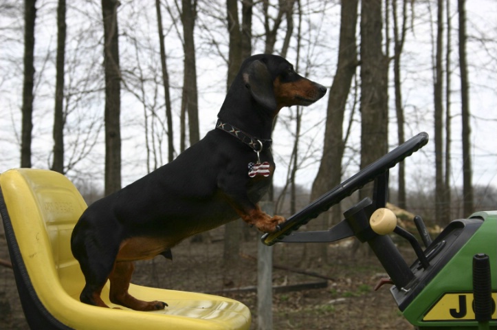 Doxie on a Deere