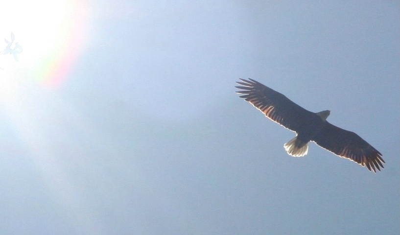 Eagle in the sun