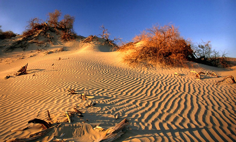 Death Valley Dunes - ID: 840145 © Daryl R. Lucarelli