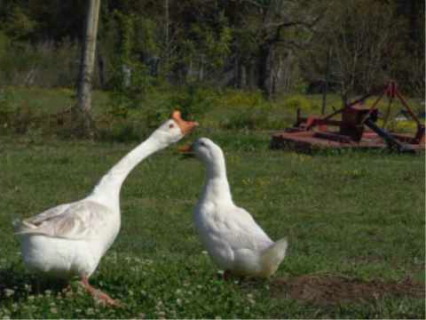 geese