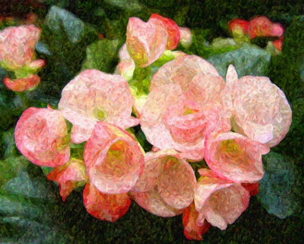 A Cluster of Begonias