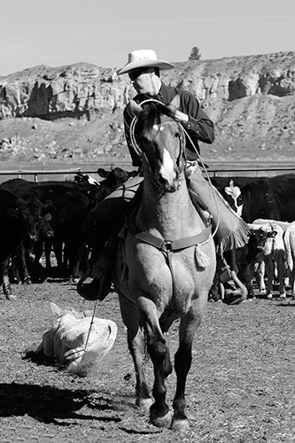 Montana Cowboy II