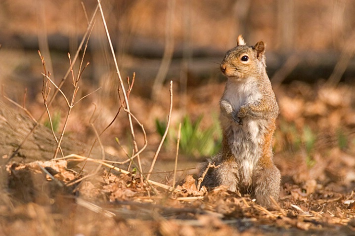 Squirrelus Erectus - ID: 841869 © Robert Hambley