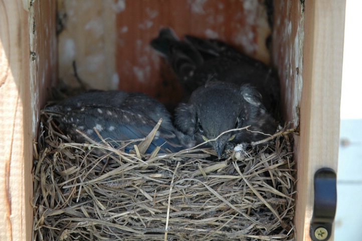Before Fledigng - Baby Bluebirds