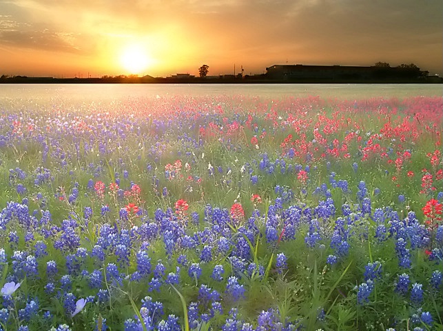 ...bluebonnet sunset...