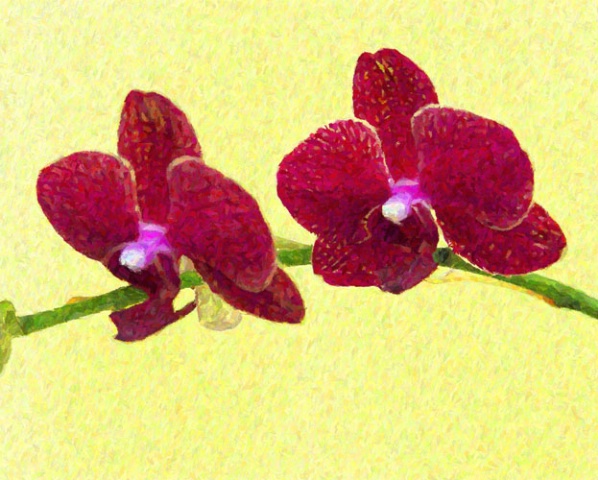 Orchids 02