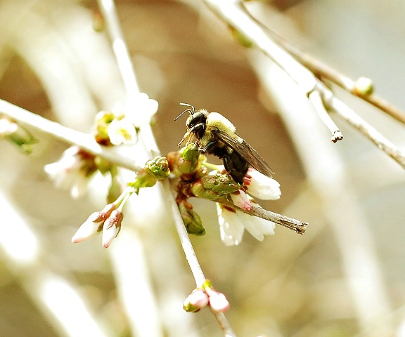 Bee on a Weeping Cherry