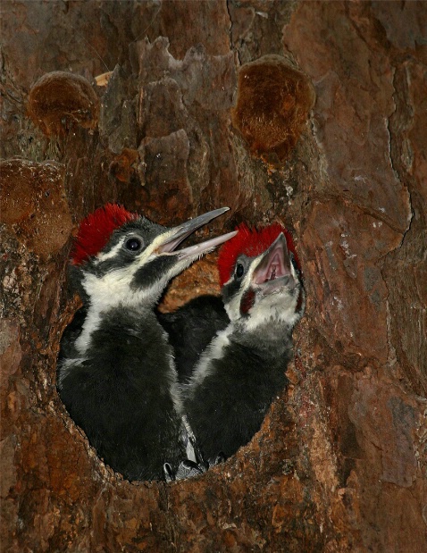 Pileated Woodpecker Young