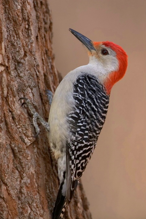 Red Bellied Woodpecker - ID: 843525 © Robert Hambley