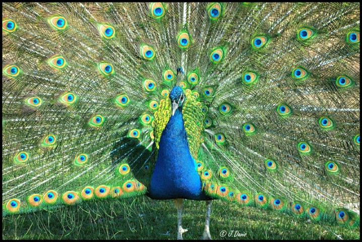 Prettty Peacock