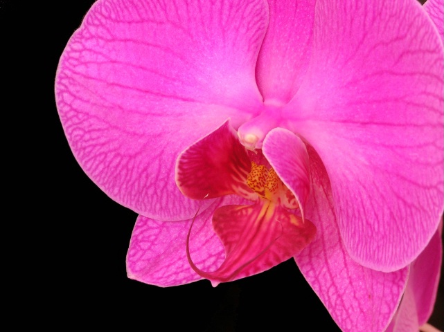 Orchid Macro 1