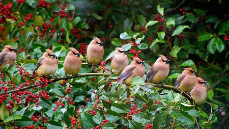 Cedar Waxwings