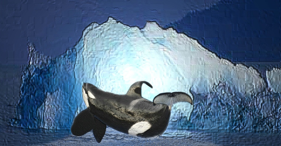 Orca