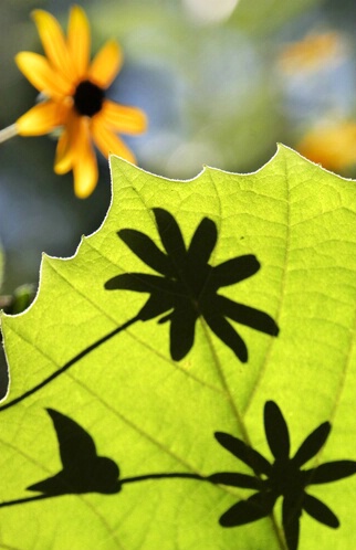 Three Wild Flowers