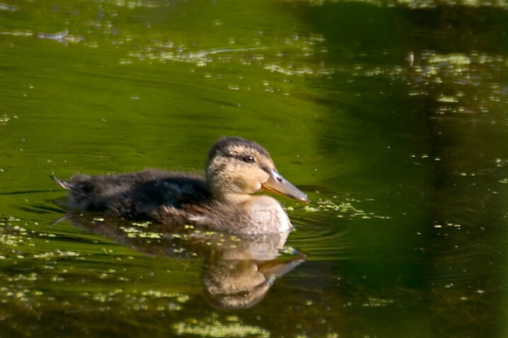 Duckling - ID: 475570 © Robert Hambley