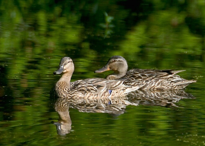 Ducks Reflected - ID: 475571 © Robert Hambley