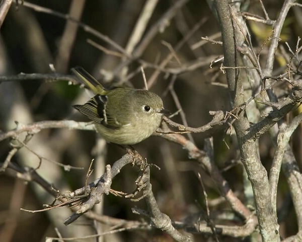 Ruby-crowned kinglet in the tangles