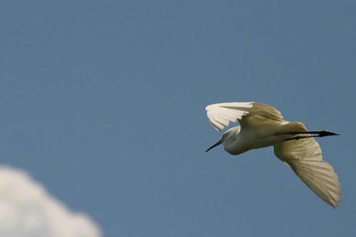 Egret in Flight - ID: 475961 © James E. Nelson