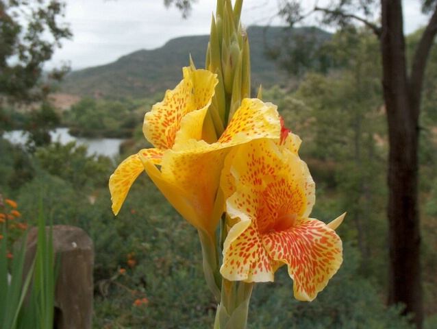 Yellow Flowers 