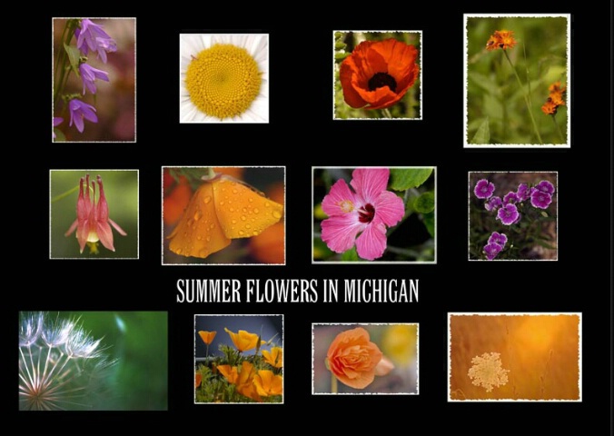 Summer Flowers in Michigan
