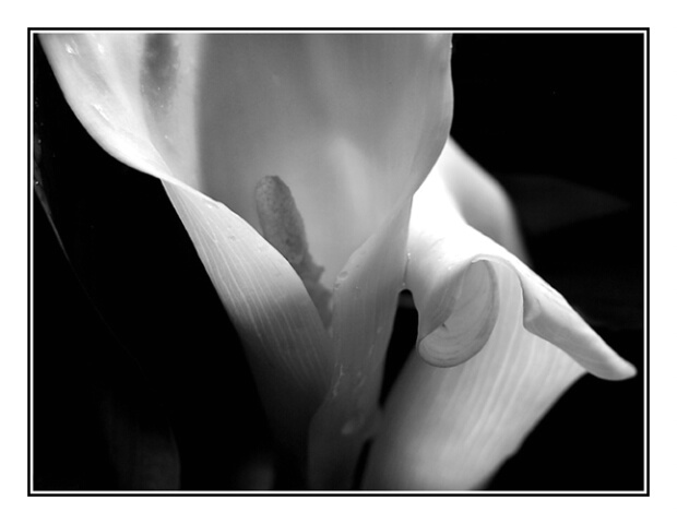 Blackened Lilly #2