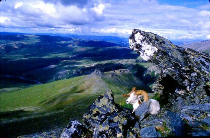 King of the mountain