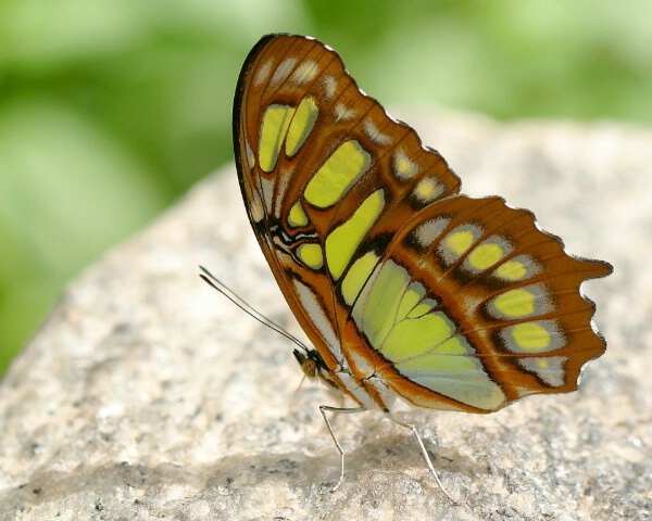 Sunning Malachite